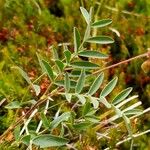 Astragalus australis Folio