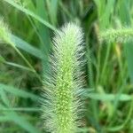 Setaria italicaFlower