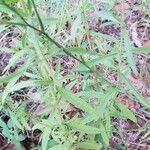 Eupatorium hyssopifolium 叶