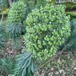 Euphorbia characias फूल