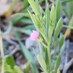 Lathyrus hirsutus Habit