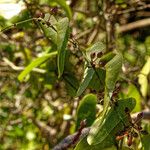 Smilax aspera Mbuma