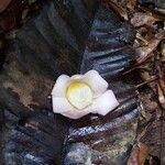Eschweilera congestiflora Flor