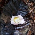 Eschweilera congestiflora Flower