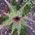 Polystichum setiferum (Forssk.) Moore ex Woyn.Blad