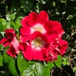 Rosa pendulina Květ