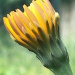 Hypochaeris radicata Sonstige