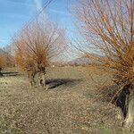 Salix x fragilis Other