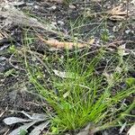 Isolepis cernua Blad