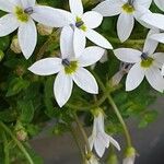 Lobelia pedunculata Flower