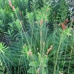 Carex canescens Foglia