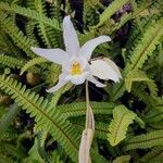 Coelogyne cristata Květ
