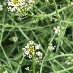 Calepina irregularis Flower