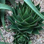 Aristaloe aristata cv. 'Cosmo' Tervik taim