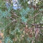 Juniperus oxycedrus Хабит