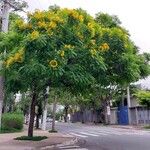 Cassia leptophylla 整株植物