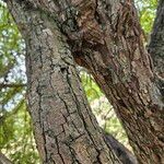 Crataegus azarolus Bark