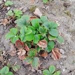 Fragaria × ananassa Vaisius