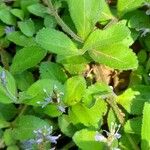 Veronica officinalis Leaf