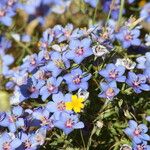 Lysimachia monelli Flower