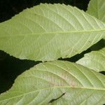 Cleidion castaneifolium Leaf