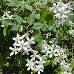 Rubus allegheniensis फूल