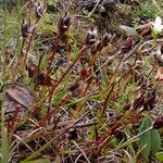 Juncus duthiei Habitat