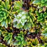 Azorella aretioides Flor