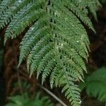 Polystichum fibrillosopaleaceum