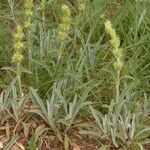 Phlomis lychnitis Hábitos