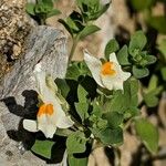 Linaria triphyllaKvět