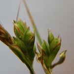 Carex distachya Fruto