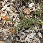 Castilleja tenuiflora Hàbitat