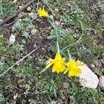 Narcissus minor Blomst