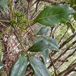 Pycnandra neocaledonica Hábito