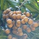 Dimocarpus longan Fruit