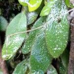 Elaphoglossum piloselloides ഇല