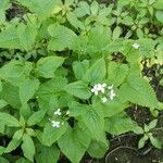 Lunaria redivivaFolha