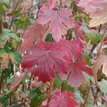 Ribes aureum Leaf