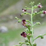 Scrophularia canina Fleur