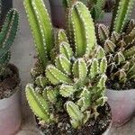 Acanthocereus tetragonus ഇല