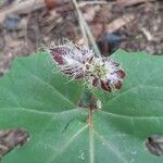 Cucurbita ficifoliaFlower