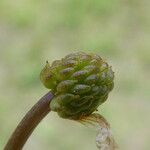 Ranunculus peltatus Fruit