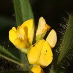 Eriosema crinitum Flower