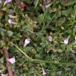 Torenia crustacea (L.) Cham. & Schltdl.Květ