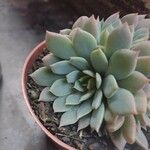 Graptopetalum rusbyi ഇല