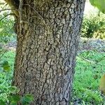 Pyrus cordata Casca