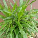 Dracaena angustifolia Fulla