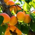 Prunus armeniaca Hoja