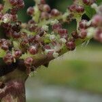 Urtica mairei Habitus